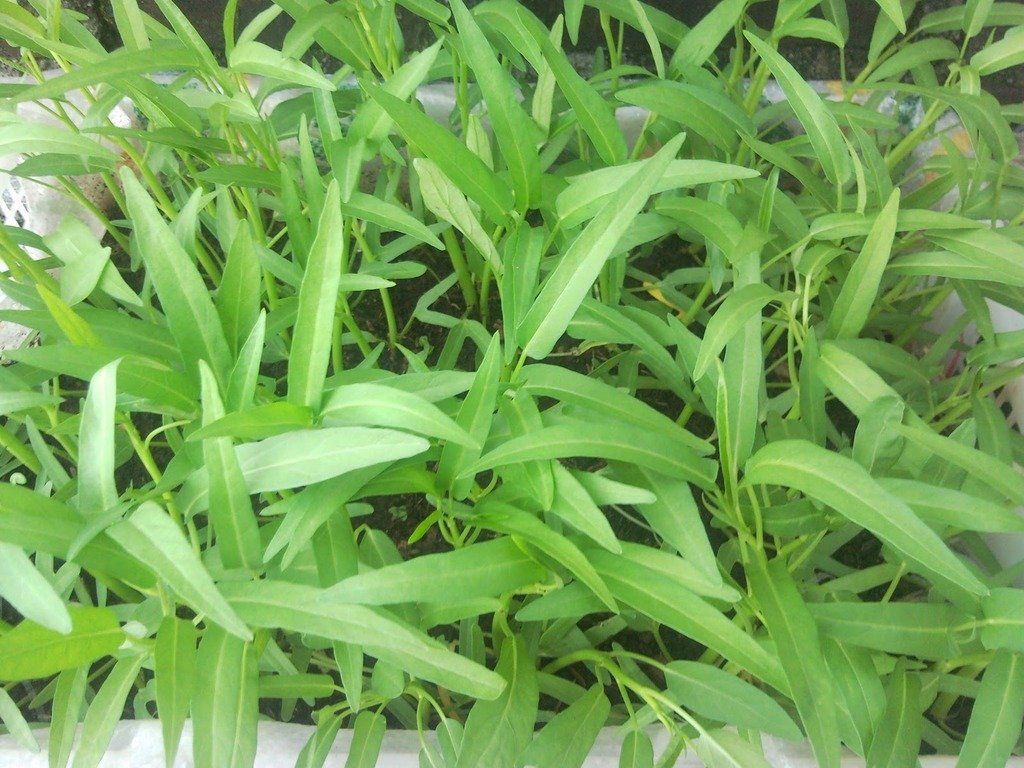 Kolmi Shak Seeds - 10 gm