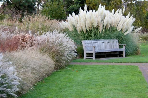 White Grass Bonsai (Global Seeds) - 100 Pcs Seeds