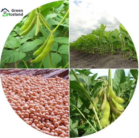 30 Pcs Global Soybean Tree Seeds (সয়াবিন বীজ)