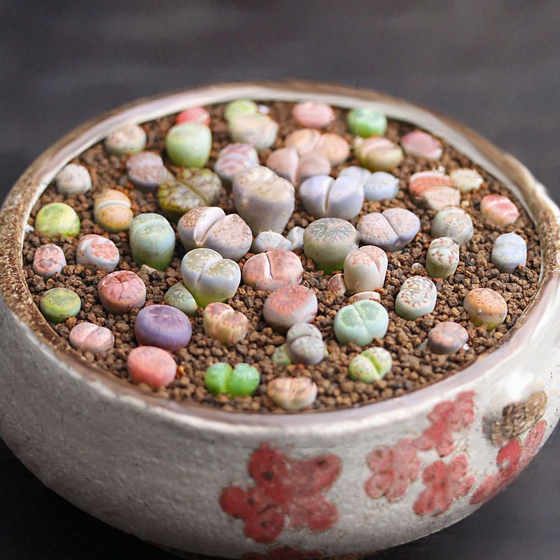 40 pcs Graines Lithops Pseudotruncatella Plant Seed Rare Potted Stone Succulentes Mixture Seeds