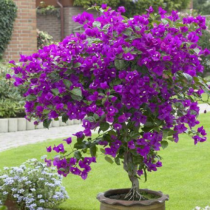 Bougainvillea Mini Plant Seeds -10 pcs seeds