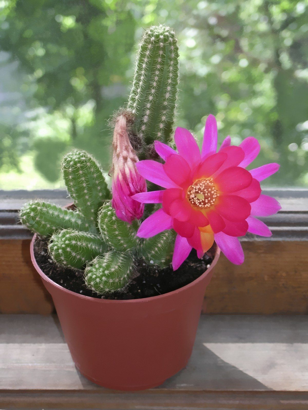Mixture Of Cactus Seeds - 20 Pcs Seeds (Imported Global Seeds)