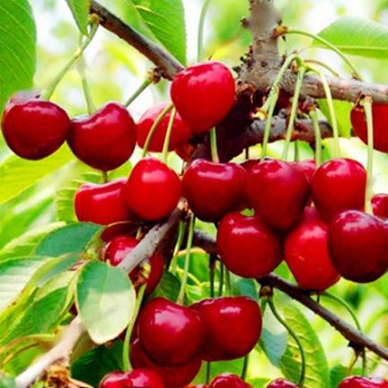 Australian Cherry Bonsai Seeds -10 Pcs seeds