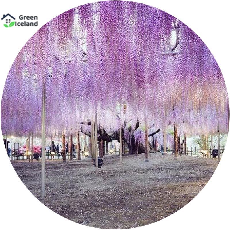 Organic Purple Wisteria flower Seeds - 50 Pcs Seeds (Global Seeds)