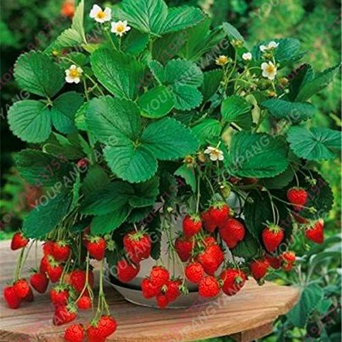 Giant Strawberry Fruit Bonsai Seed/???- ?? ??? (Natural)