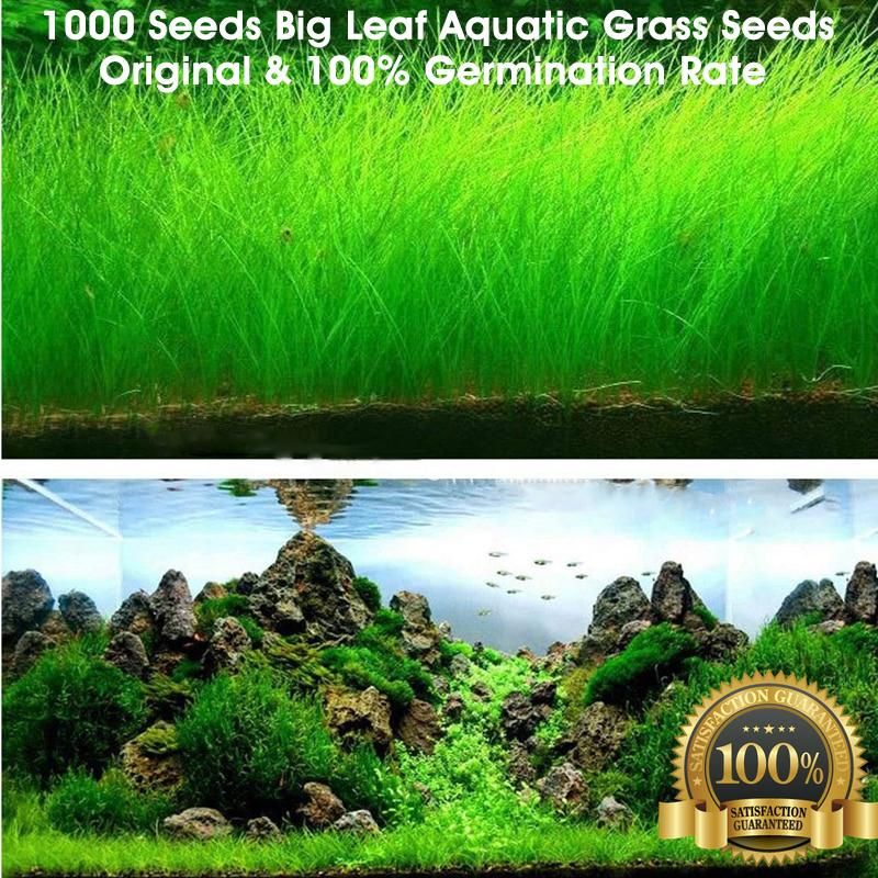 200+ Pcs Aquarium Grass seeds - 200+ Seeds
