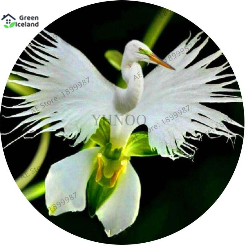 Japanese Radiata Flower Seeds - 50 Pcs Seeds (Global Seeds)