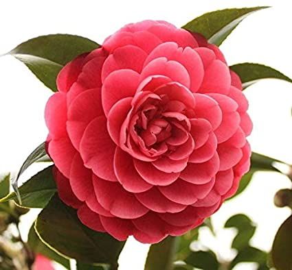 Global Royal Camellia Flower Bonsai Seeds - 20 Pcs Seeds