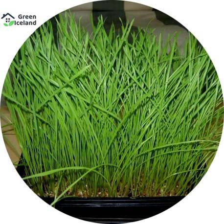 2000 Pcs Cat Grass Foliage Plant Bonsai Seeds