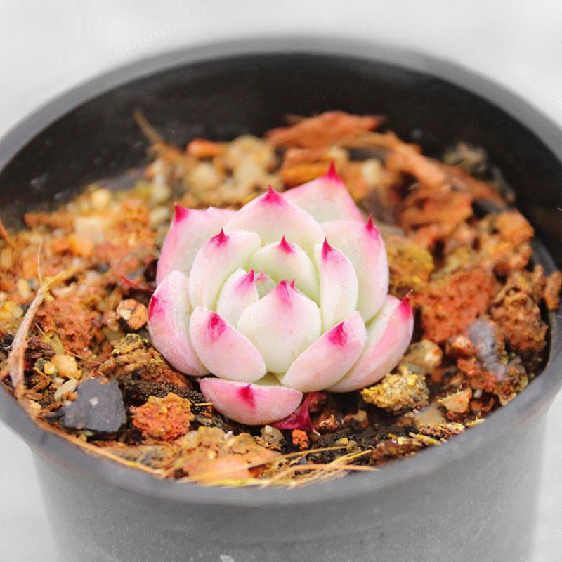 10 Pcs(বীজ) Echeveria Succulents Lithops Seeds Home Garden Bonsai Flower Seeds Planting