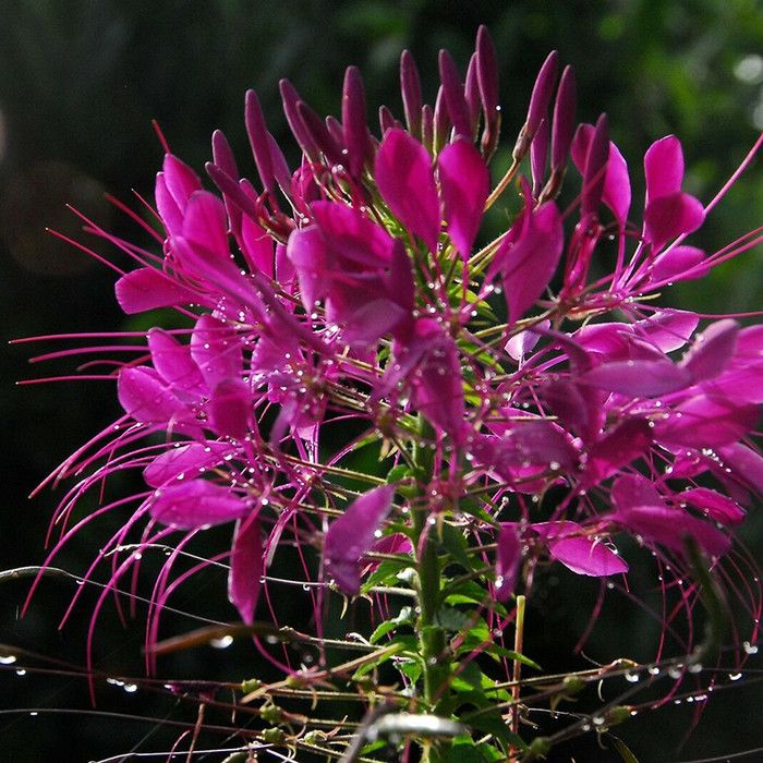Jual WZ Egrow 20 Pcs/Pack Cleome Spinosa Seeds Mix