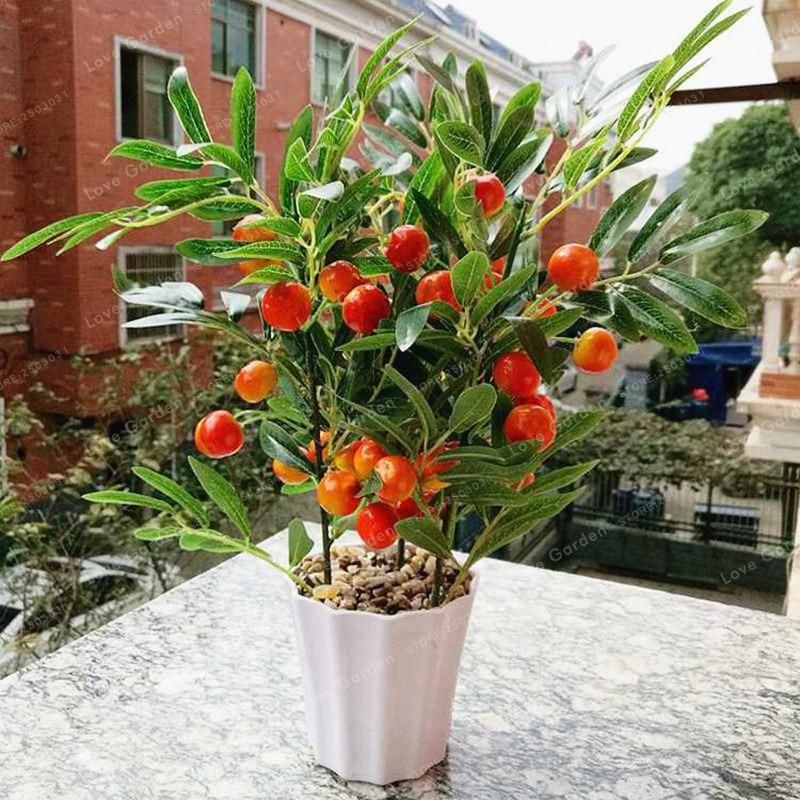 Cherry Bonsai Fruit Bonsai Sweet Sylvia Upright Cherry Self-Fertile Dwarf Tree Bonsai Plant  & seeds Home Garden Potted