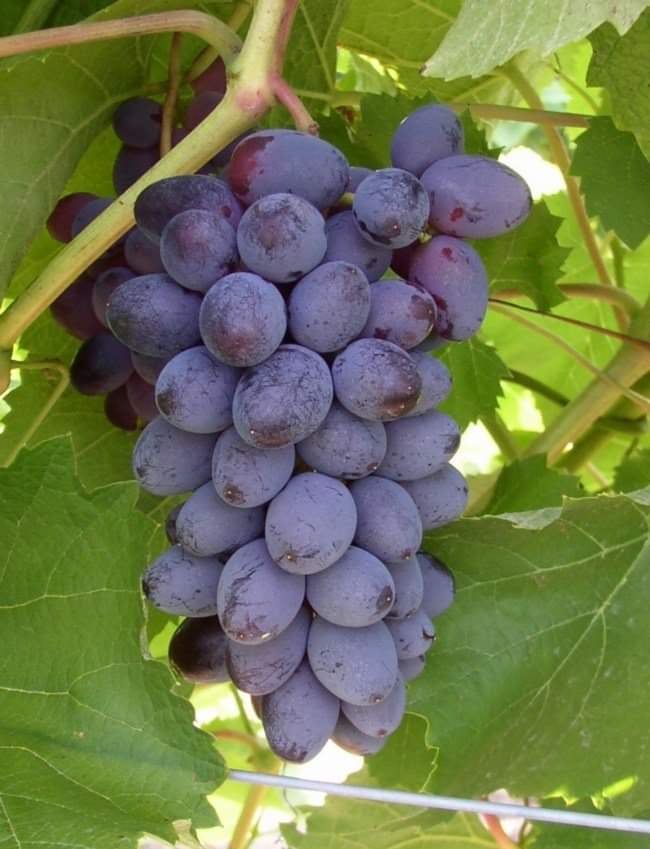 20 Pcs Black Finger Grape America Giant Grape Bonsai Edible Succulent Fruit Tree Perennial Indoor Home Garden Potted Plants(???)