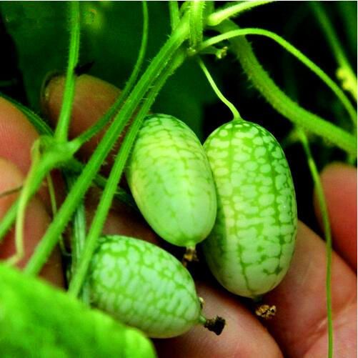 15 PcsDutch Cucumber Cuke Seeds Green Vegetables Seed For Home Garden Planting