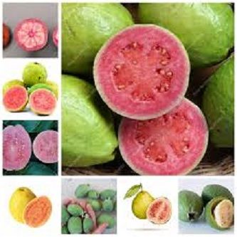 Guava Bonsai Delicious Tropical Fruit Potted Non Transgenic Outdoor Plants Fruit Tree For Home Garden Planting-20Pcs seeds