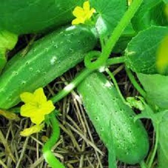 Cucumber Seed (??? ??? ) ???????? - 30 Pieces Pcs seeds