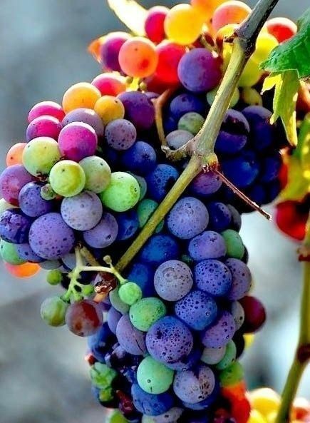 20 Pcs All Season Miniature Grape Seeds(Seeds) - 20 Pcs Seeds