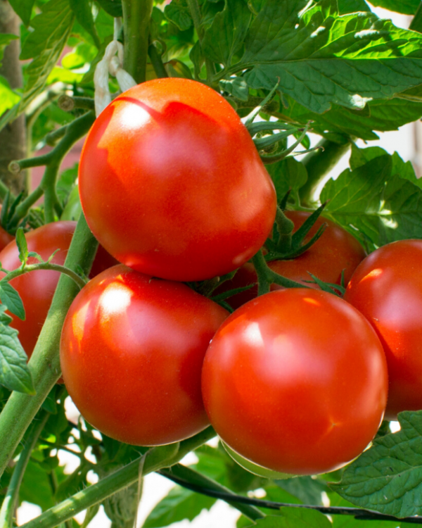 Hybrid Tomato Seed 50pcs Seed - হাইব্রিড টমাটো বিজ 50 টি
