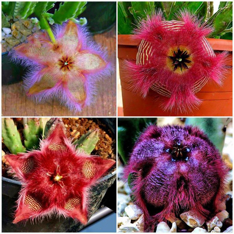 Stapelia Pulchella Seeds Colorful Cactus Lithops Bonsai Garden Courtyard Plants-40Pcs seeds