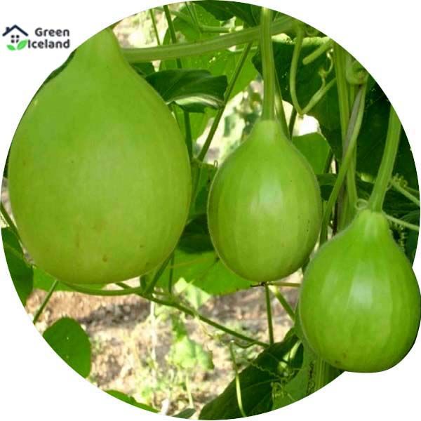 Hybrid Round Gourd / Lau Seeds  - 5 Pcs Seeds