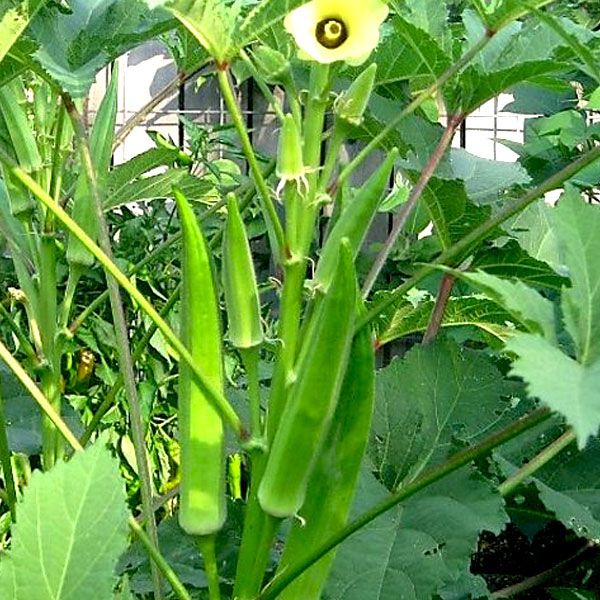 Hybrid Ladies Finger Seeds 30 pse