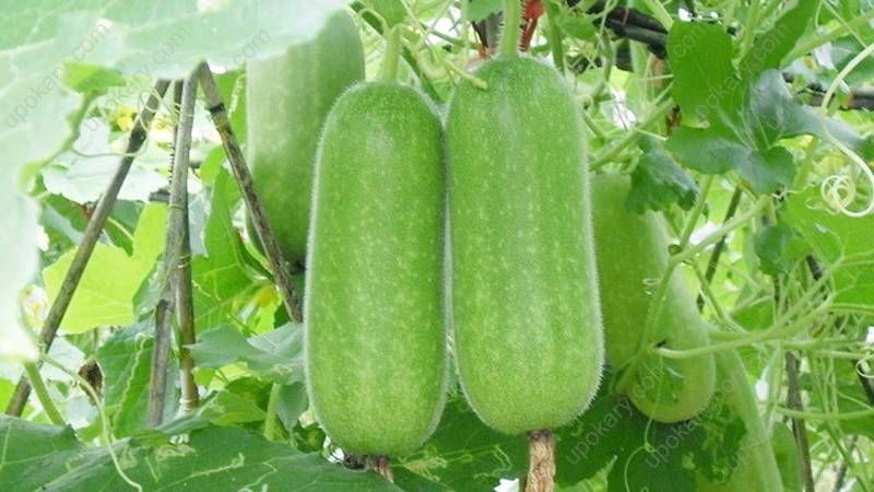 All Season Organic Chalkumra Vegetable Seeds (Seeds) - 20 Pcs Seeds