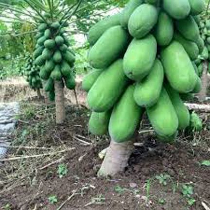 Dwarf honey Papaya bonsai Organic fruit tree fruit plant papaya potted for home garden - 20pcs seeds.