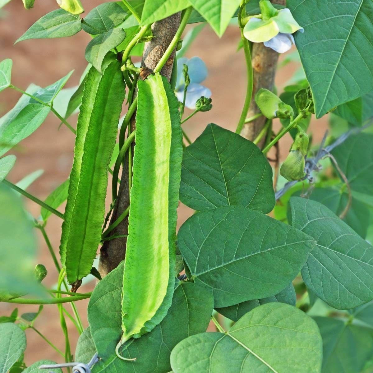All Season Hybrid Bean Seeds-10 Pcs Seeds