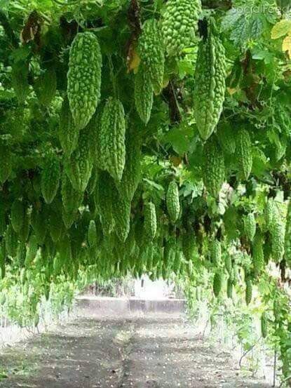 Hybrid Long Size Corola Seeds - 20 Seeds