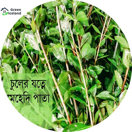 50 Pcs Organic Mehendi Bonsai Tree Seeds (?????? ????? ???)