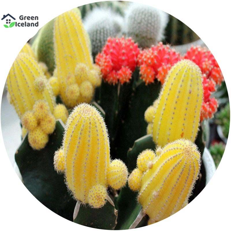 Mixture Of Cactus Seeds Rare Succulent Plants- 20 Pcs Seeds