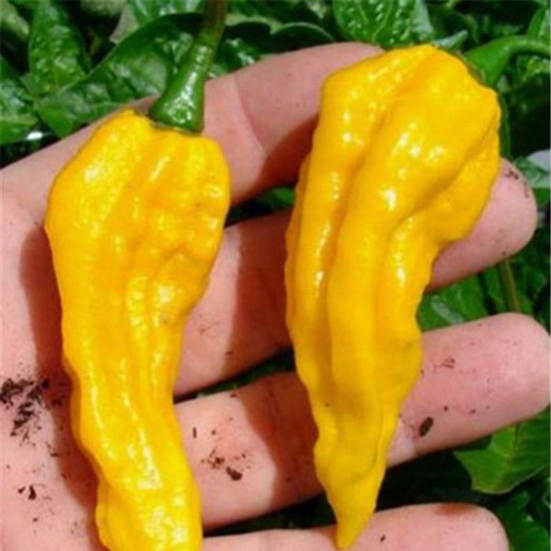 100 Pcs Pimento Seeds Yellow Sweet Bell Hot Pepper Bonsai Vegetables Paprika Bonsai Plant for Home Garden