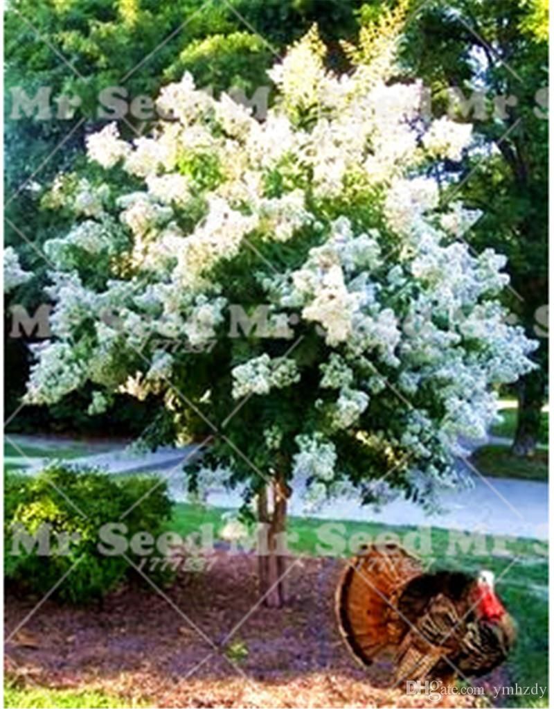 50 pcs Crape Myrtle -Shrub Lagerstroemia Perennial Flower Seeds Courtyard Myrtle Climbing Flowers For Diy Home Garden Plant