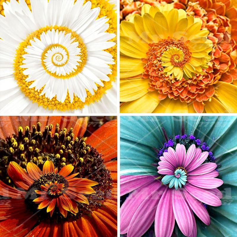 Daisy Seeds Hardy Bonsai Plants seeds- 20Pcs seeds