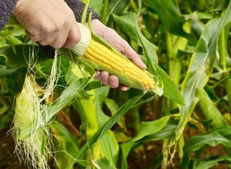 Corn Seeds- 50 Pcs seeds