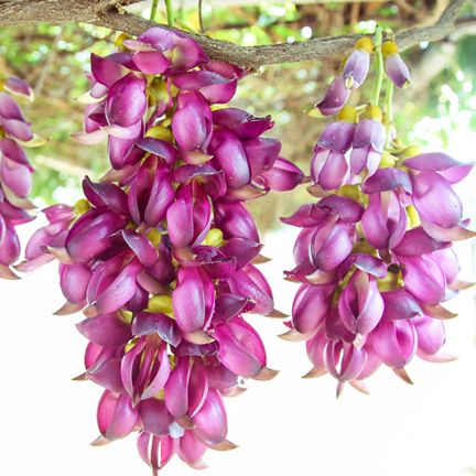 All Season Mucuna Birdwoodiana Tree Seeds - 20 Pcs Seeds
