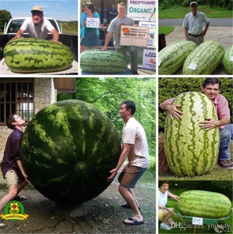 10 pcs Rare Giant Watermelon Fruit seed Vegetable Interest So Sweet Easy to plant For Garden & Farm Family Plant
