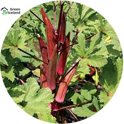 10 Pcs All Season Red Ladies Finger/Orka Seeds  -10 Pcs Seeds