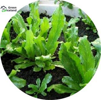 All Season Bilati Coriander Seeds  - 30 Pcs Seeds