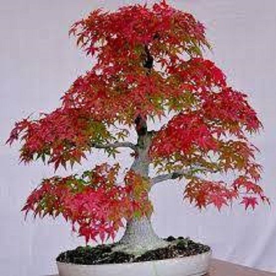 Canada Mini Red Maple Bonsai Garden Diy Bonsai Maple Tree-20 Pcs Seeds
