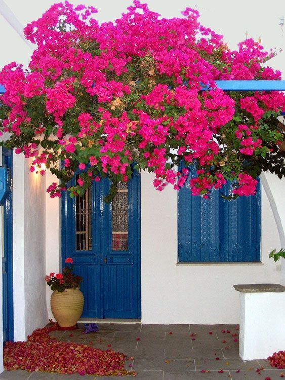 Climbing Colorful Bougainvillea Seed -20pcs seeds