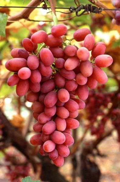 Chinese Grape Seeds For Plants Garden-20Pcs seeds
