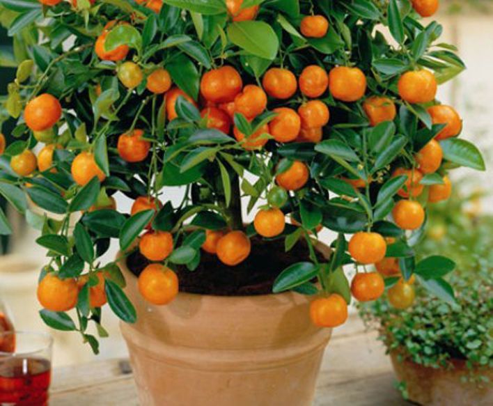 Orange Fruit Tree Seeds(কমলা ফলের বীজ)- 10 Pcs Seeds