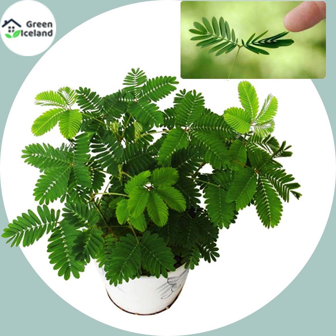 20 Pcs Organic Lojjaboti / Mimosa Plant Seeds (???????? ????? ???) - 20 Pcs Seeds