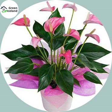 20 Pcs Anthurium Bonsai Seeds