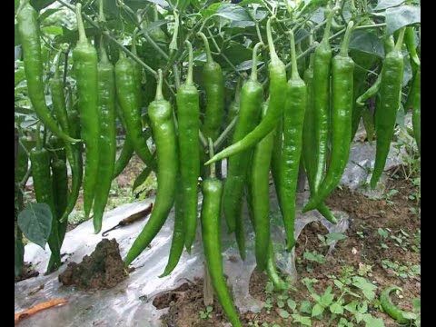 Green Chilly Seeds-20pcs Seeds