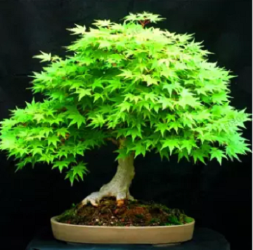 Green Mapple Bonsai Tree seeds -10 pcs seeds