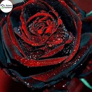 Rainbow Roses Flower Seeds (রেইনবো গোলাপ বীজ)- 30 Pcs Seeds
