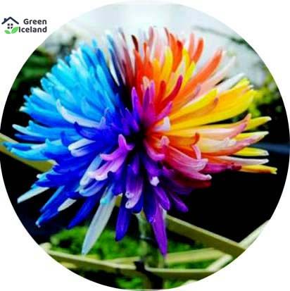 All Season Rainbow Chrysanthemum Flower Seeds - 20 Pcs Seeds