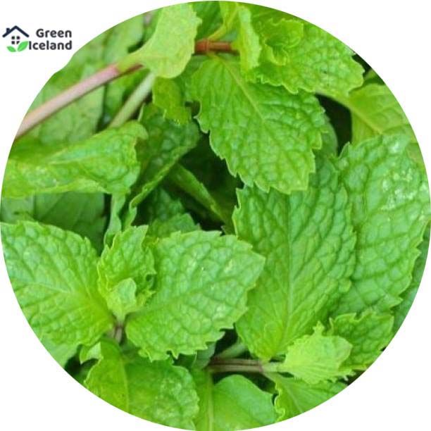 Pudina/Mint Seeds  - 100+ Pcs Seeds